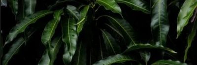 aboveaverage868 thumbnail