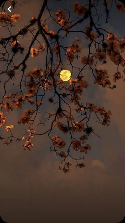 norahplease thumbnail