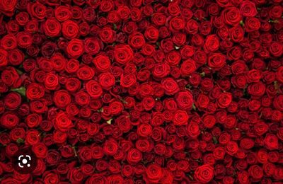 vanessanicole14 thumbnail