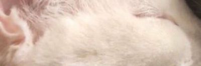 ivan pero en cuarentena thumbnail