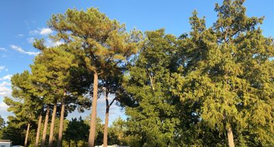 thatonegirl1 thumbnail