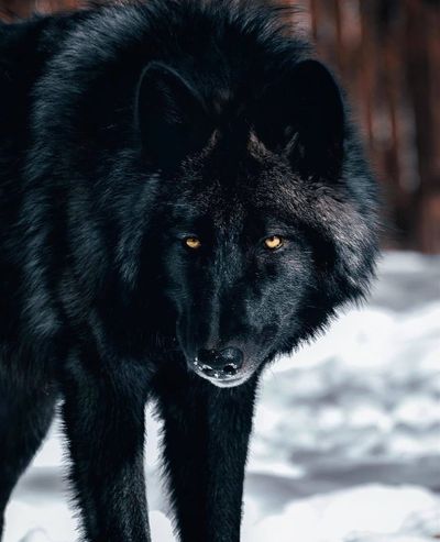 bigbadwolf84 thumbnail