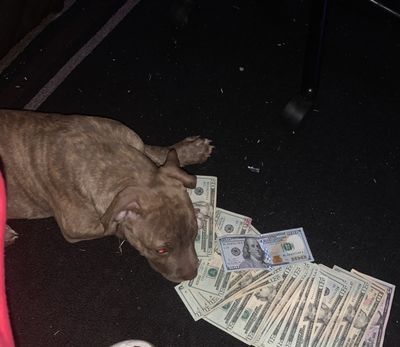 benjiigmfb504 thumbnail