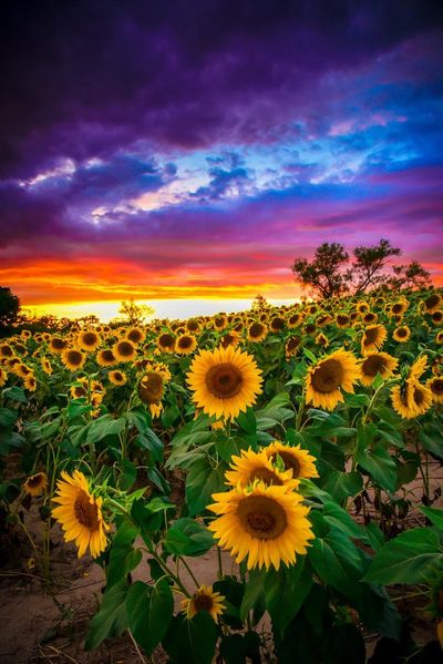 Stephy🌻 thumbnail