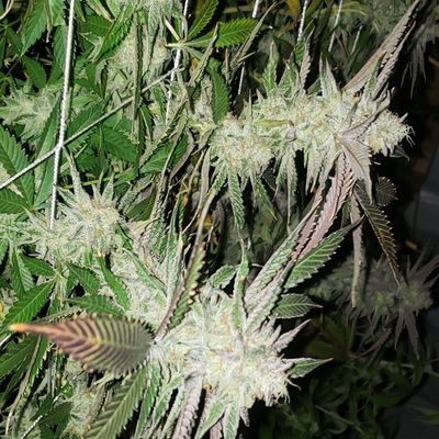 detroitdiesel710 thumbnail