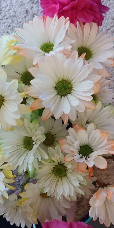 tall.irish1 thumbnail