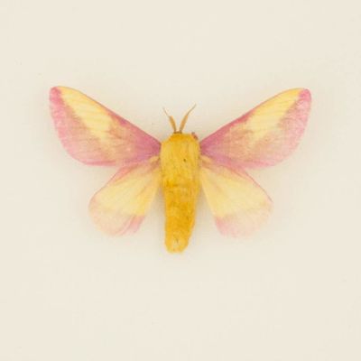 rosie.maple thumbnail