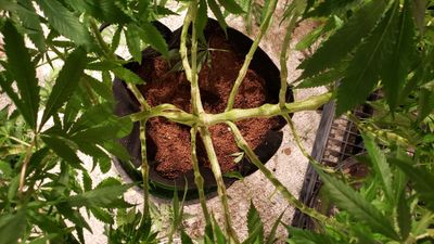 Ghost Face 89 thumbnail