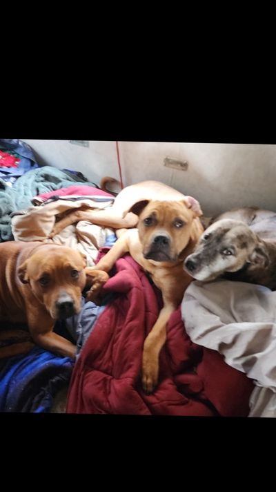 duk3th3dawg thumbnail