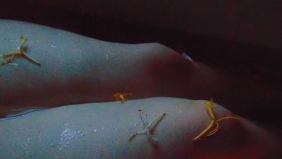 belladonna.fern thumbnail