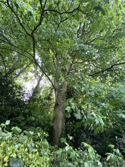 Simone serraya thumbnail