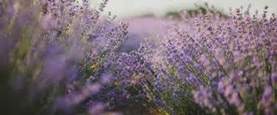 greatquava_vip thumbnail