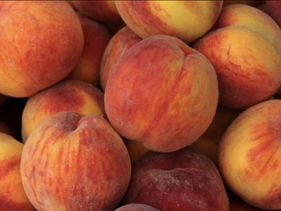 wh0rebunny thumbnail