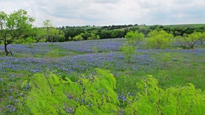 dixie.bell thumbnail