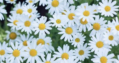 amanda.6513 thumbnail