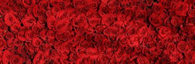 nylonetdentelles thumbnail