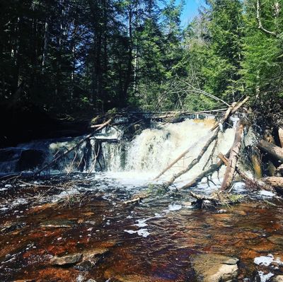 mogli_45th thumbnail