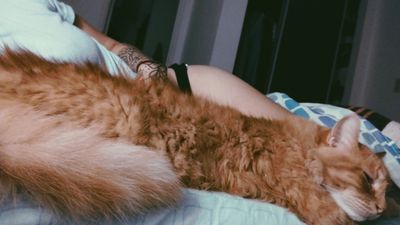 Bitter Vivi thumbnail