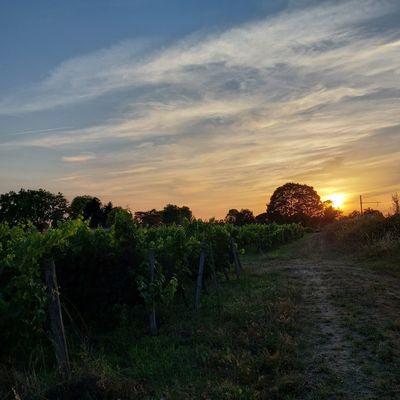 jupiterfoam thumbnail