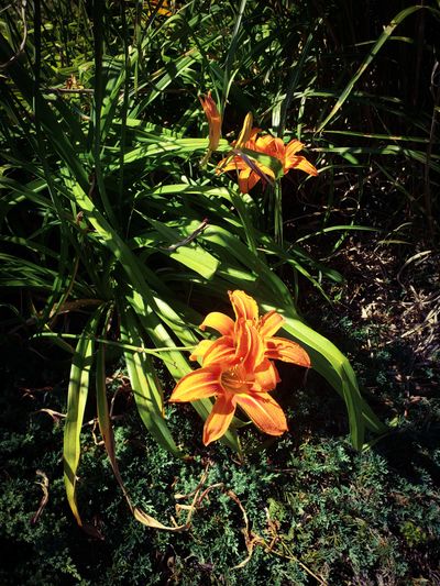 lady_amethyst6 thumbnail