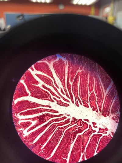 angelicawildexo thumbnail