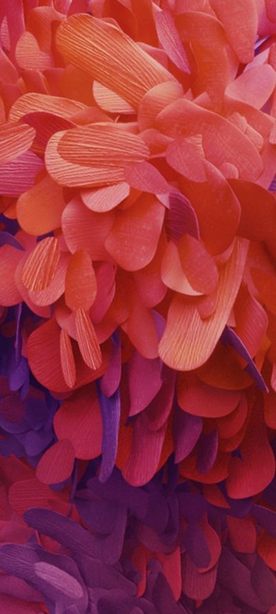 Sandra Bellows profile