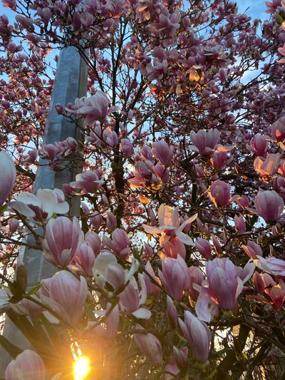 silvieeetta thumbnail