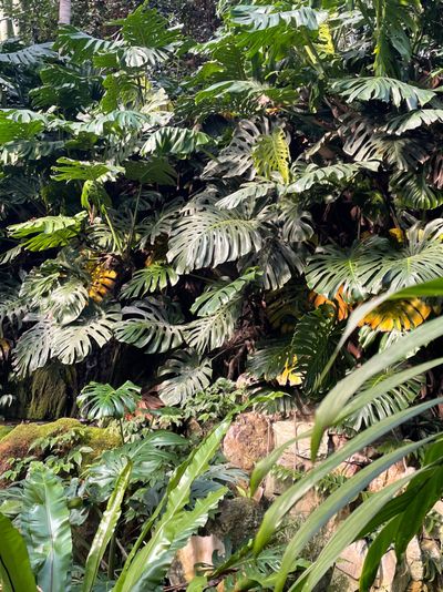 Rainbowbubble thumbnail