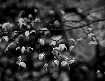 handsomenudemenz thumbnail