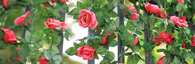 x__rose__x thumbnail