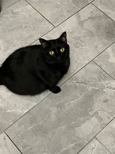 imacatbutnotreally profile