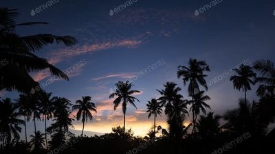 night_at_the_palms thumbnail