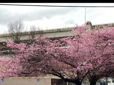 soapybunny thumbnail