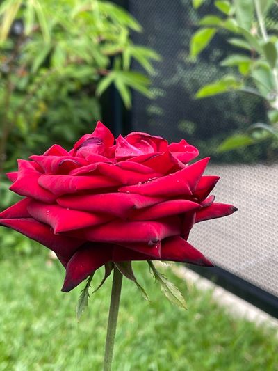 Your Local Nudist thumbnail