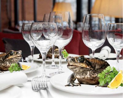 frogking69 thumbnail