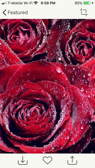 garnetpanda thumbnail