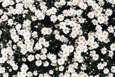 highlyhappyhippie thumbnail