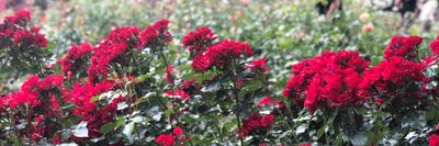 arndt_u_gay thumbnail