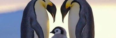 marsougomess thumbnail