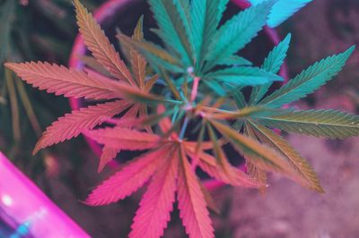 alex090515 thumbnail