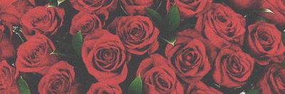 ravishing.rose thumbnail