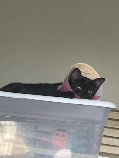 lil.demon.freya thumbnail