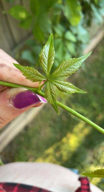 kittenlove420 thumbnail