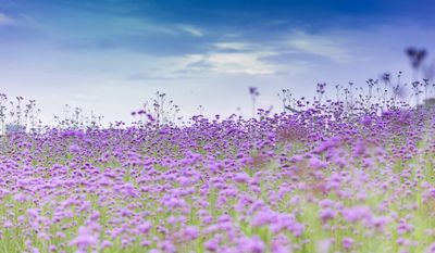 grapeslikethefruit thumbnail