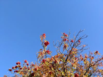 softest-girl thumbnail