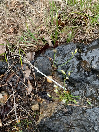 prettygirlblondie thumbnail