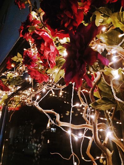 raptortoes thumbnail