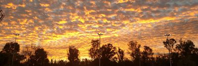 rey pantera thumbnail