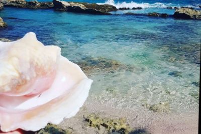 💞Hyrozia thumbnail