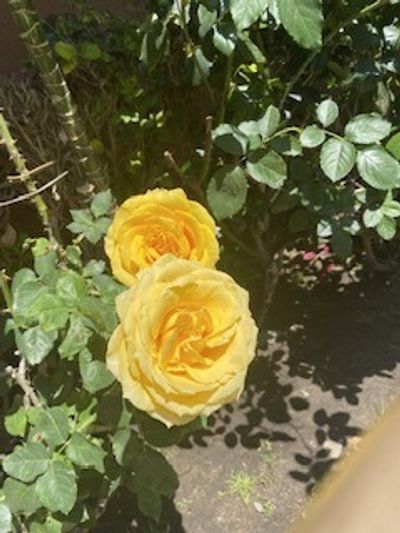 reesycup_rb thumbnail